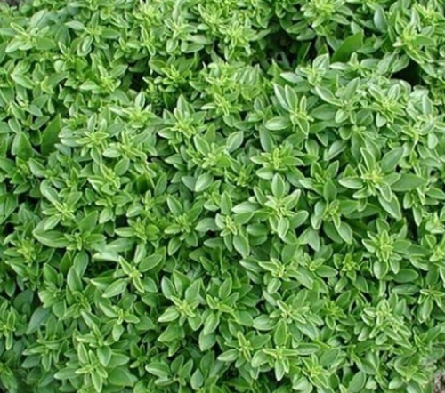 Tiny Leaf Globe Basil (Aristotle) | Dense Ornamental & Culinary Herb Seeds