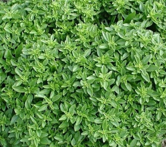 Tiny Leaf Globe Basil (Aristotle) | Dense Ornamental & Culinary Herb Seeds