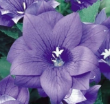 40+ Blue PLATYCODON Double Balloon Flower Seeds/Perennial