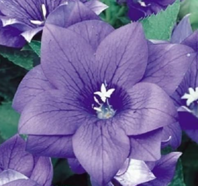 40+ Blue PLATYCODON Double Balloon Flower Seeds/Perennial