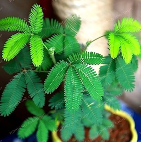 Sensitive Plant Seeds (Mimosa Pudica Linn) - Bashful Grass Foliage for Home Garden