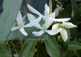Evergreen Clematis Armandii Seeds | Hardy Perennial Climbing Flower Vine