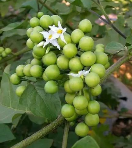 Turkey Berry Seeds (Thai Pea Eggplant/Brush Eggplant) – Small Green Eggplant