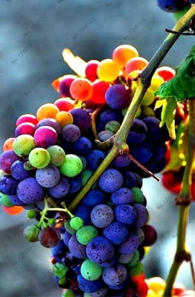 Colorful Rainbow Grape Seeds - Tasty Juicy Multi-Color Fruit Plant for Home Garden | Rainbow Mix