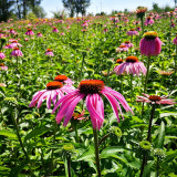 Purple Coneflower Seeds – Easy to Grow, Adaptable, Long Blooming, Vibrant Color, Ornamental & Medicinal Value