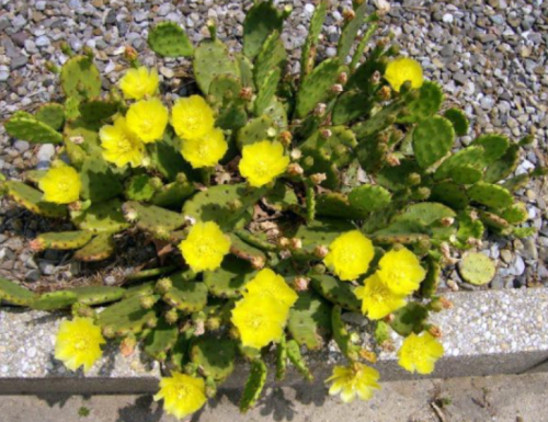 Eastern Prickly Pear Cactus Seeds | Cold Hardy Opuntia Humifusa Edible Fruit Cactus