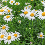 Shasta Daisy Seeds – Easy to Grow, Long Blooming, Elegant White Flowers, Compact Plants for Home Gardens