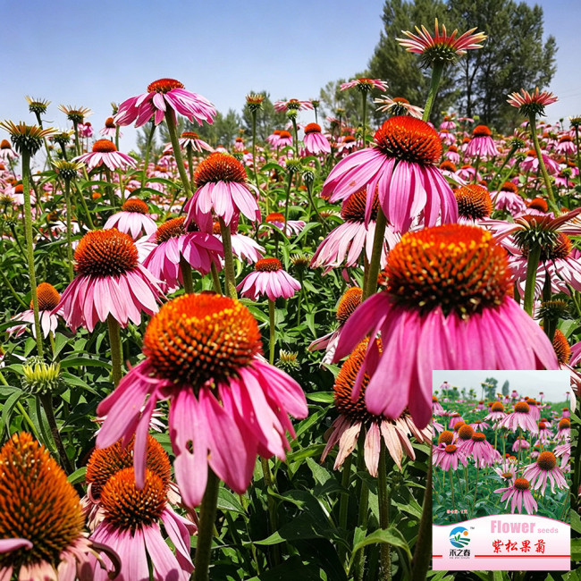 Purple Coneflower Seeds – Easy to Grow, Adaptable, Long Blooming, Vibrant Color, Ornamental & Medicinal Value