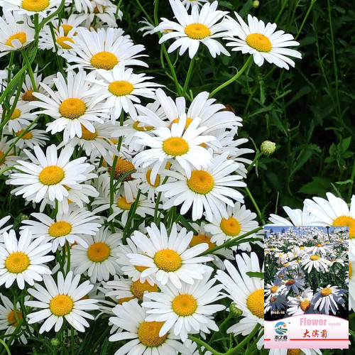 Shasta Daisy Seeds – Easy to Grow, Long Blooming, Elegant White Flowers, Compact Plants for Home Gardens