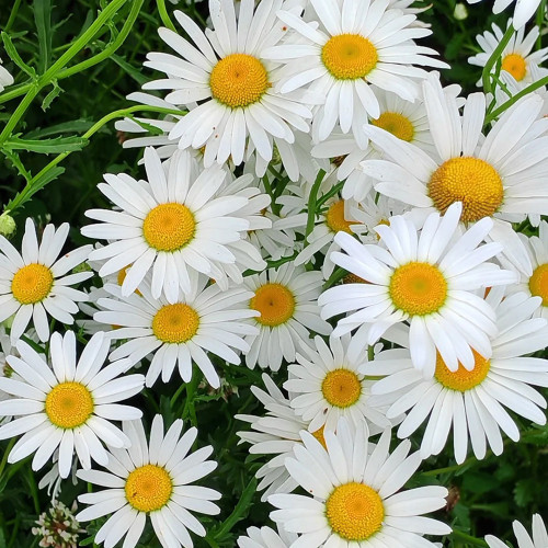 Shasta Daisy Seeds – Easy to Grow, Long Blooming, Elegant White Flowers, Compact Plants for Home Gardens