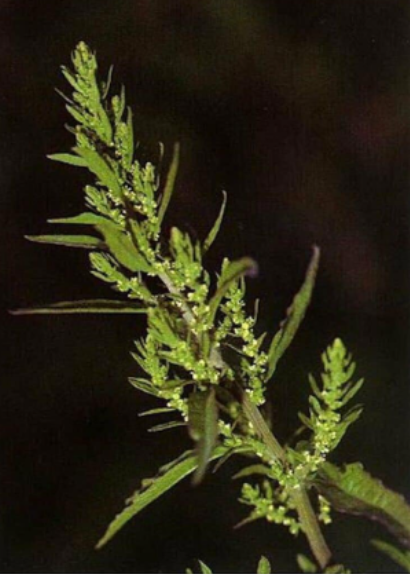 Authentic Epazote Seeds | Mastruz Chenopodium Ambrosioides Mexican Cooking Herb With Tracking