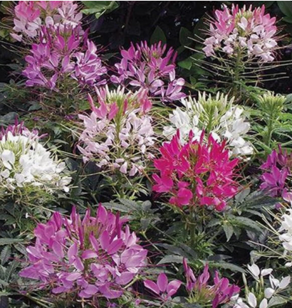 Cleome Hassleriana Mixed Colors Seeds, Spider Flower for Fall Planting