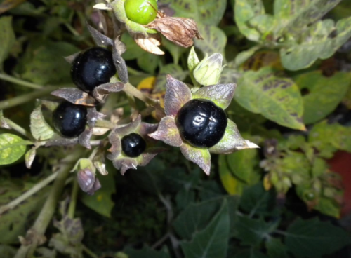 Atropa Belladonna Seeds, Toxic Botanical Specimen for Ritual & Botanical Research