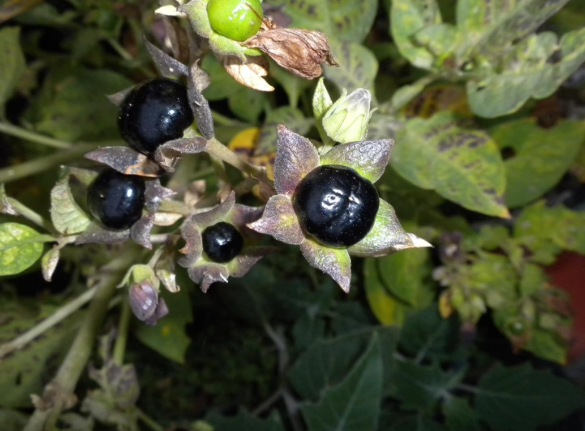 Atropa Belladonna Seeds, Toxic Botanical Specimen for Ritual & Botanical Research