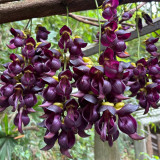 Evergreen Mucuna Seeds – Mucuna sempervirens, Fast-Growing Woody Vine, Purple Butterfly Flowers