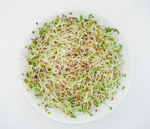 Organic Alfalfa Sprouting Seeds, Heart-Healthy Edible Sprout Seed