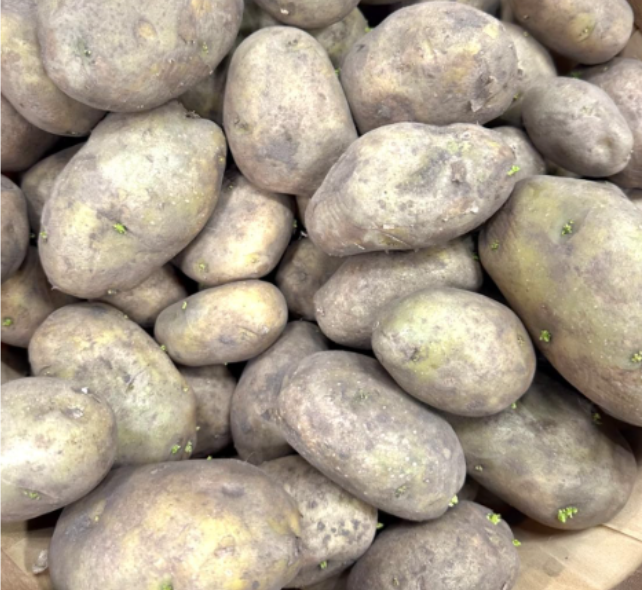 White Kennebec Seed Potatoes (Per Lb) | High Yield Edible Potato Seeds For Home Garden Planting