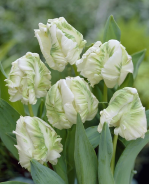 Super Parrot Tulip Bulbs for Planting | White Green Ruffled Parrot Tulip For Garden & Cut Flowers