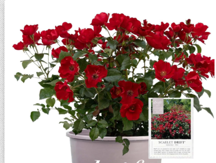 Scarlet Drift Rose Bush | Compact Flowering Ground Cover Rose