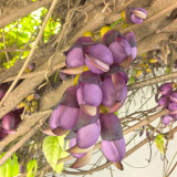 Evergreen Mucuna Seeds – Mucuna sempervirens, Fast-Growing Woody Vine, Purple Butterfly Flowers