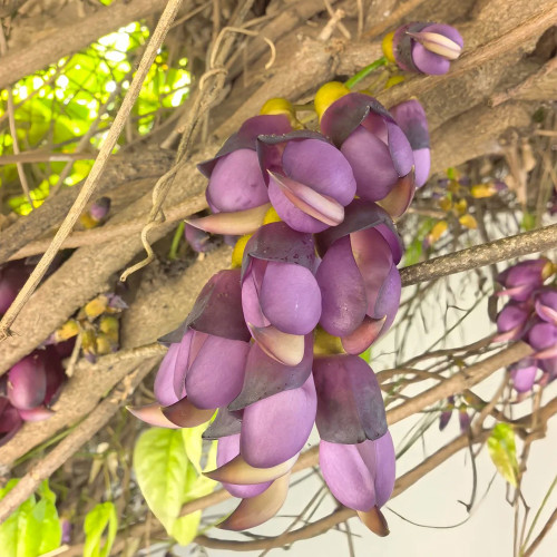 Evergreen Mucuna Seeds – Mucuna sempervirens, Fast-Growing Woody Vine, Purple Butterfly Flowers