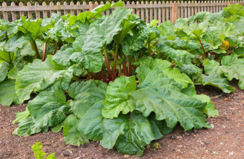 Crimson Cherry Red Rhubarb – Organic Heirloom Crown Division, Hardy Garden Plant