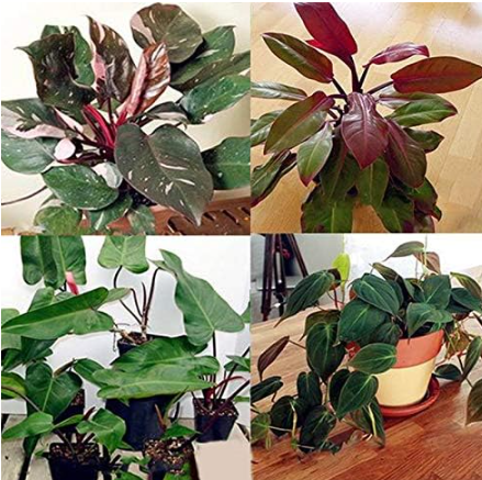 Rare Philodendron Erubescens Seeds, Perennial Indoor Climbing Ornamental Plant for Home Decor