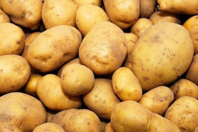Kennebec Seed Potatoes for Planting (2 Pounds) | High Yield White Flesh Potato Tubers