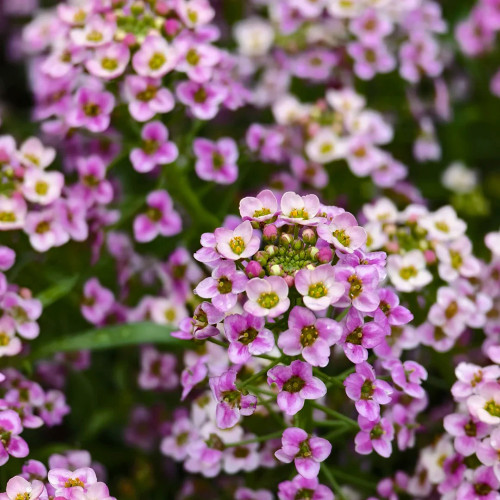 Purple Sweet Alyssum Seeds – Premium Purple Flowers, Easy to Grow, Low Maintenance, Perfect for Flower Beds & Pots
