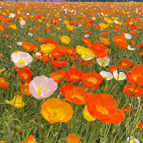 Iceland Poppy Seeds – Premium Perennial Flower Variety, Easy to Grow, Showy Petals, Highly Ornamental