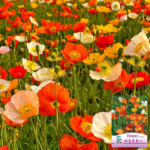 Iceland Poppy Seeds – Premium Perennial Flower Variety, Easy to Grow, Showy Petals, Highly Ornamental