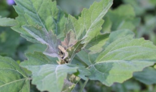 Lambs Quarter Wild Spinach Seeds | Non-GMO Edible Goosefoot Pigweed For Home Garden