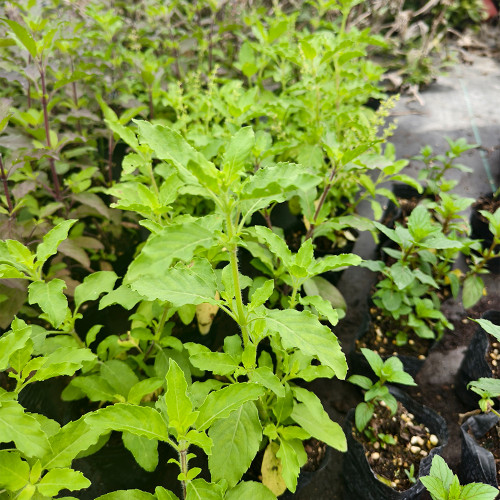 Holy Basil Seeds – Ocimum tenuiflorum, Thai Culinary Herb, Easy to Grow, Slightly Spicy & Fragrant for Home Garden