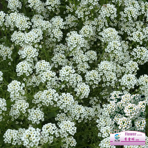 White Sweet Alyssum Seeds – Premium Perennial Herb, Easy to Grow, Sweet Fragrance, Perfect for Home Gardening