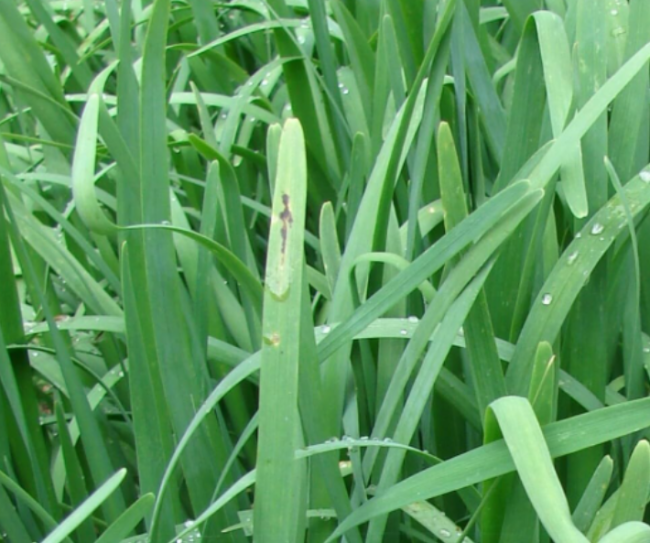 Garlic Chives Seeds | Heirloom Non-GMO Fresh Herb Seeds For Vegetable Garden