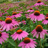 Purple Coneflower Seeds – Easy to Grow, Adaptable, Long Blooming, Vibrant Color, Ornamental & Medicinal Value