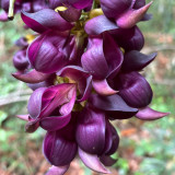Evergreen Mucuna Seeds – Mucuna sempervirens, Fast-Growing Woody Vine, Purple Butterfly Flowers
