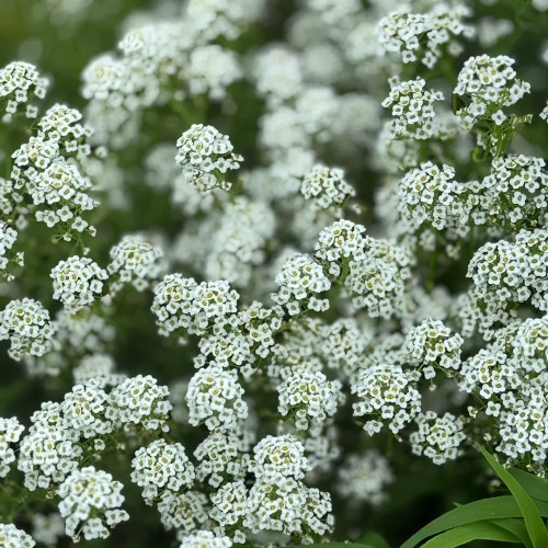 White Sweet Alyssum Seeds – Premium Perennial Herb, Easy to Grow, Sweet Fragrance, Perfect for Home Gardening