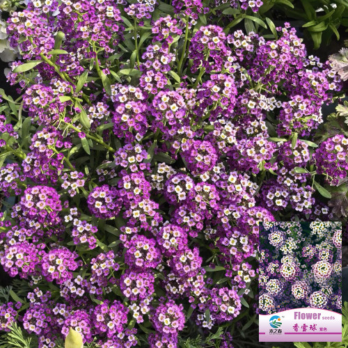 Purple Sweet Alyssum Seeds – Premium Purple Flowers, Easy to Grow, Low Maintenance, Perfect for Flower Beds & Pots