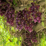Evergreen Mucuna Seeds – Mucuna sempervirens, Fast-Growing Woody Vine, Purple Butterfly Flowers