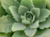 Organic Mullein Seeds Non-GMO, Grown in Minnesota