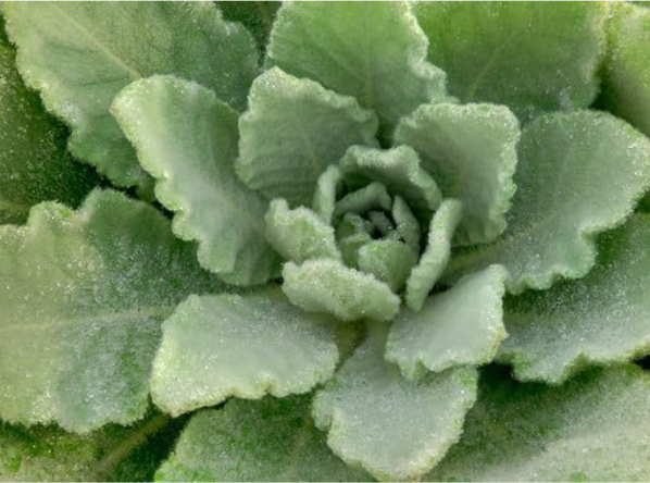 Organic Mullein Seeds Non-GMO, Grown in Minnesota