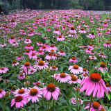 Purple Coneflower Seeds – Easy to Grow, Adaptable, Long Blooming, Vibrant Color, Ornamental & Medicinal Value