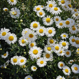 Shasta Daisy Seeds – Easy to Grow, Long Blooming, Elegant White Flowers, Compact Plants for Home Gardens