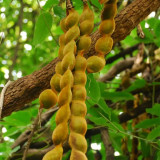Evergreen Mucuna Seeds – Mucuna sempervirens, Fast-Growing Woody Vine, Purple Butterfly Flowers
