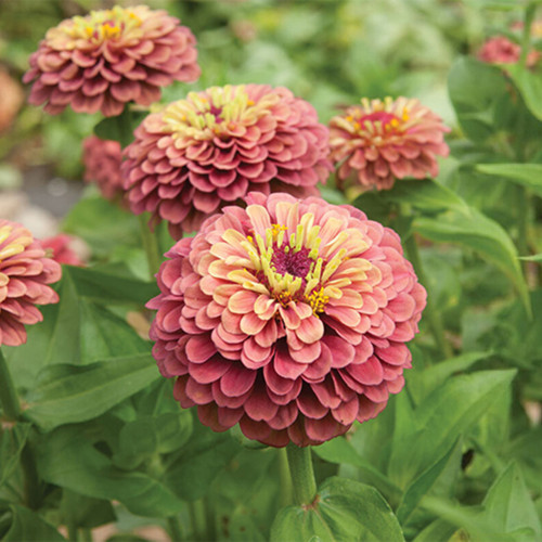 Zinnia elegans 'Queeny Lime Red' Seeds – Compact Variety, Sturdy Stems, Full Double Blooms, Unique Layered Gradient Hues