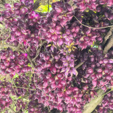Evergreen Mucuna Seeds – Mucuna sempervirens, Fast-Growing Woody Vine, Purple Butterfly Flowers