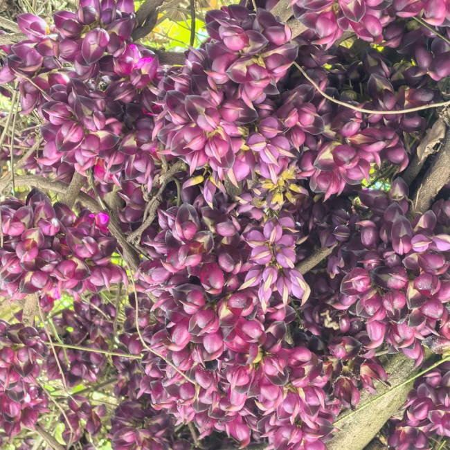 Evergreen Mucuna Seeds – Mucuna sempervirens, Fast-Growing Woody Vine, Purple Butterfly Flowers