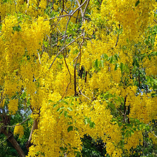 Golden Shower Tree Seeds - Cassia fistula, Abundant Blooms, Sausage Pods, Full Sun, Drought Tolerant for Landscaping