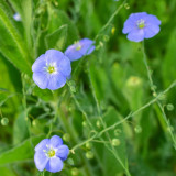 Blue Flax Seeds – Elegant Soft Blue Flowers, Adaptable, Easy to Grow, Long Blooming, Perfect for Beginners